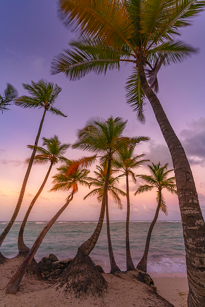 View of palm trees on Bavaro Beach at sunset, Punta Cana, Dominican Republic, West Indies, Caribbean, Central America