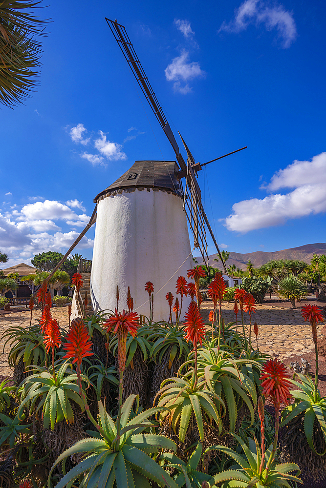 View of traditional windmill, Museum (Museo) del Queso Majorero, Antigua, Fuerteventura, Canary Islands, Spain, Atlantic, Europe