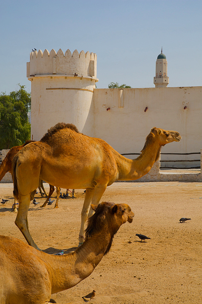 Camels in Camel Souq, Waqif Souq, Doha, Qatar, Middle East
