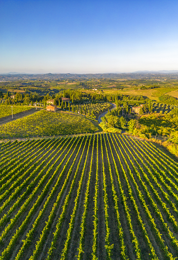 Elevated view of vineyards near San Gimignano at sunrise, San Gimignano, Tuscany, Italy, Europe