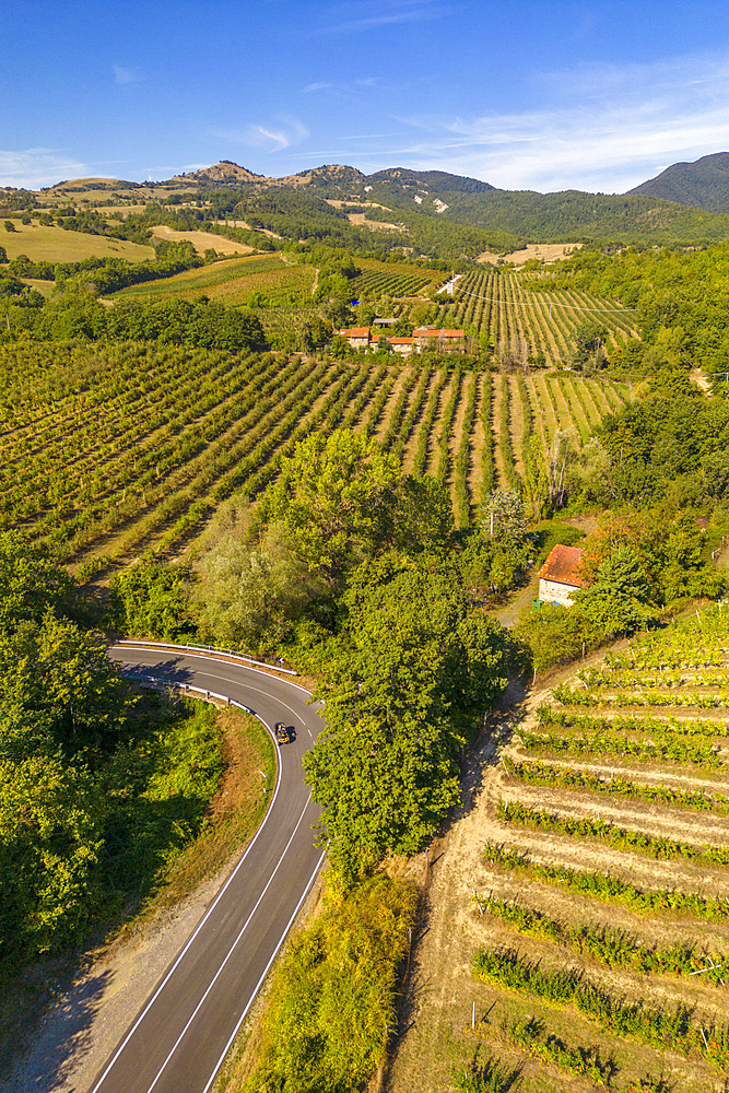 Elevated view of vineyards near Borello, Emilia Romagna, Italy, Europe