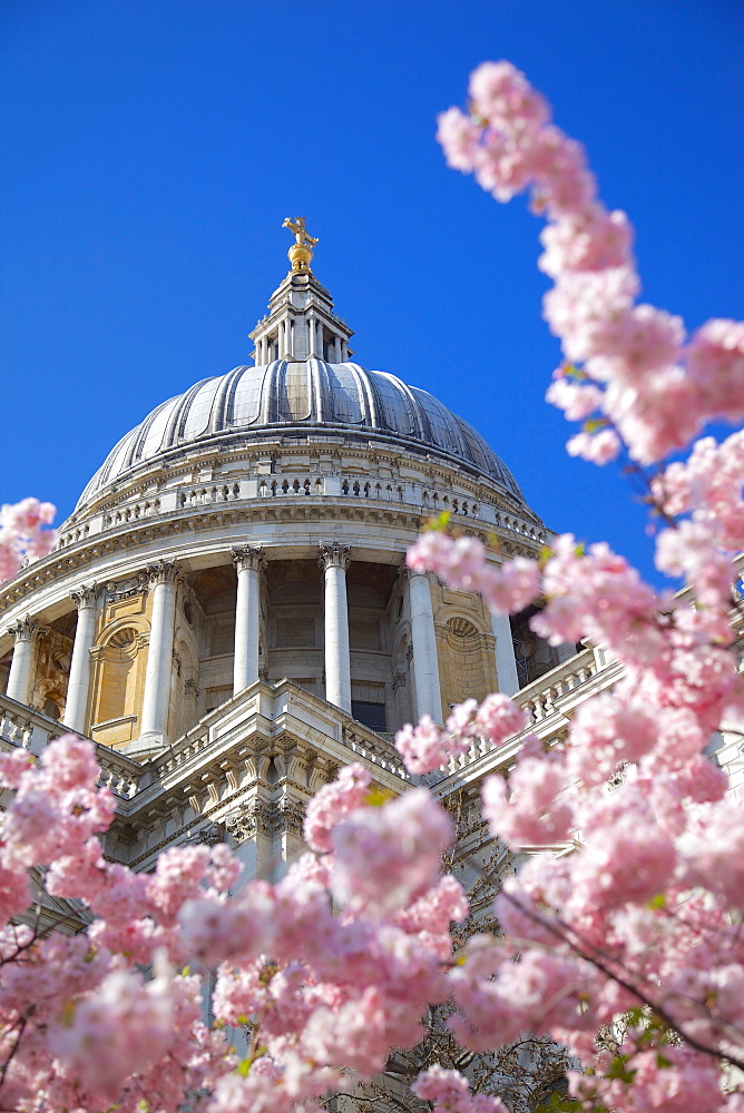 St. Paul's Cathedral and spring blossom, London, England, United Kingdom, Europe