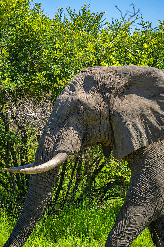 View of African elephant in its natural habitat, on game drive in Kruger National Park, South Africa, Africa