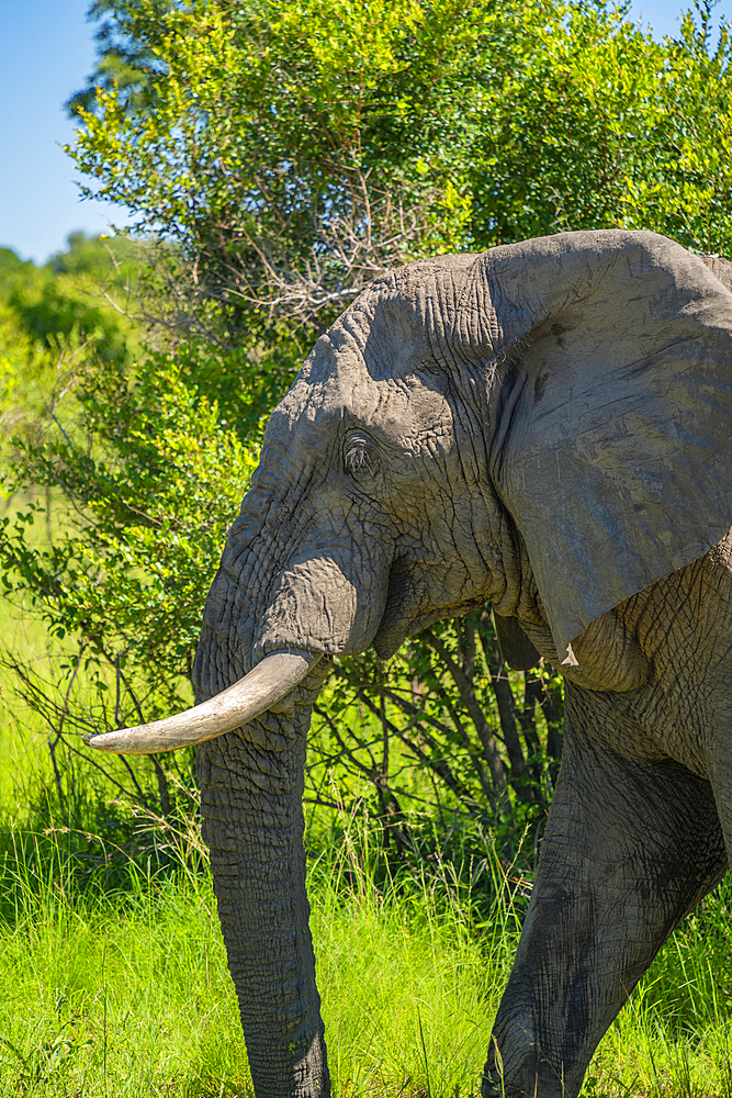 View of African elephant in its natural habitat, on game drive in Kruger National Park, South Africa, Africa