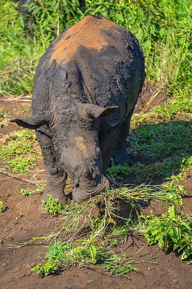 View of white rhino in Hluhluwe-Imfolozi Park (Umfolozi), the oldest nature reserve in Africa, KwaZulu-Natal Province, South Africa, Africa