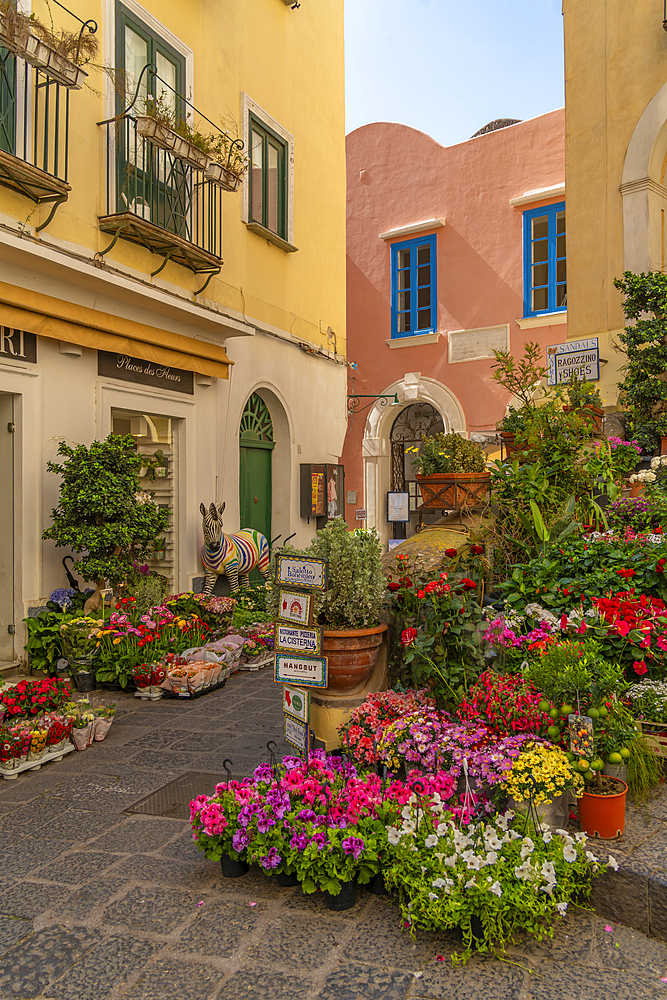 View of flower display outside florists in street, Capri Town, Isle of Capri, Campania, Italy, Mediterranean, Europe