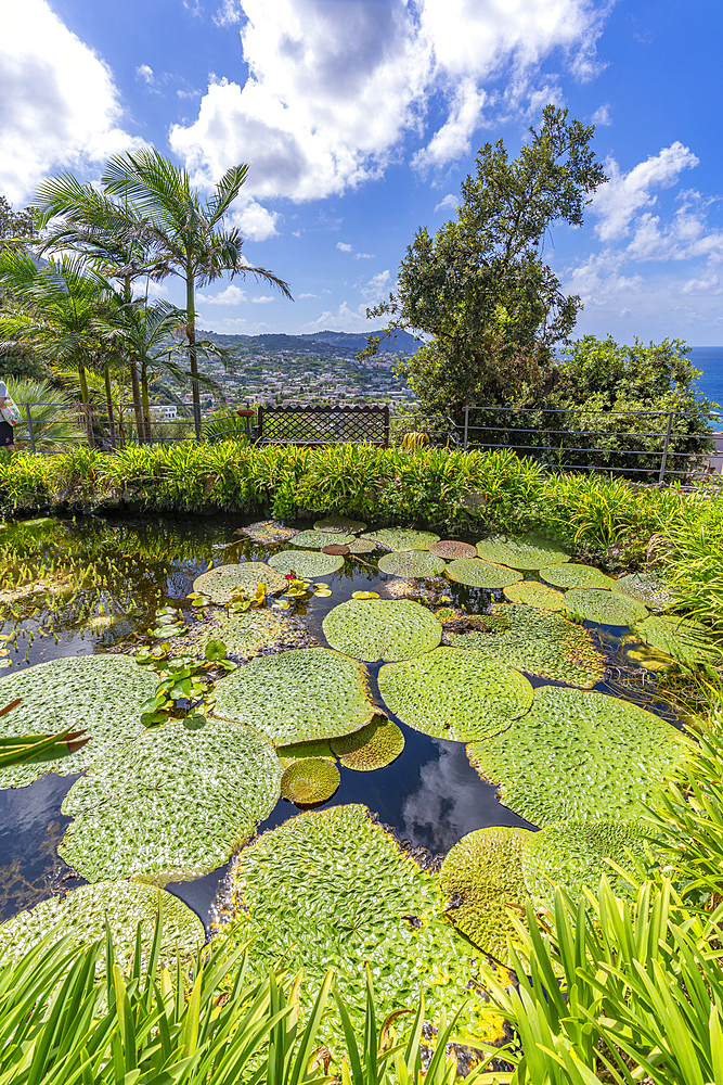 View of water lily pads in pond and tropical flora in Giardini la Mortella Botanical Gardens, Forio, Island of Ischia, Campania, Italy, Europe