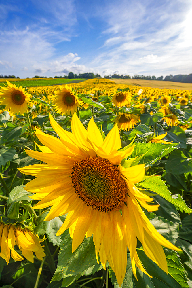 View of sunflowers at Barlow Sunflower Fields, Barlow, Derbyshire, England, United Kingdom, Europe