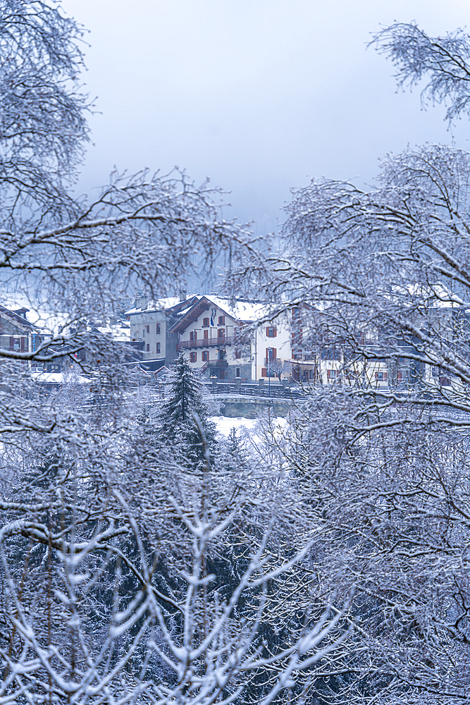 View of frosted trees and chalets in Dolonne during winter, Courmayeur, Aosta Valley, Italy, Europe