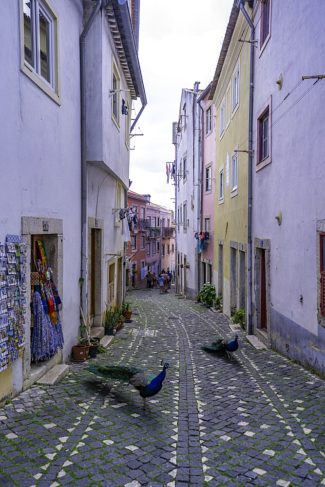 View of peacocks in narrow cobbled street close to Lisbon Castle, Alfama District, Lisbon, Portugal, Europe