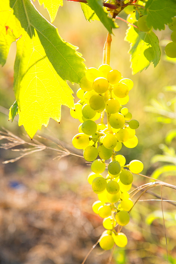 Grapes, vineyards at Diano Castello, Imperia, Liguria, Italy, Europe