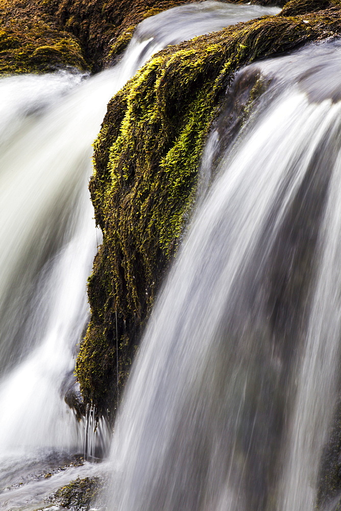 Moss and water at Redmire Force near Swinithwaite in Wensleydale, Yorkshire Dales, Yorkshire, England, United Kingdom, Europe