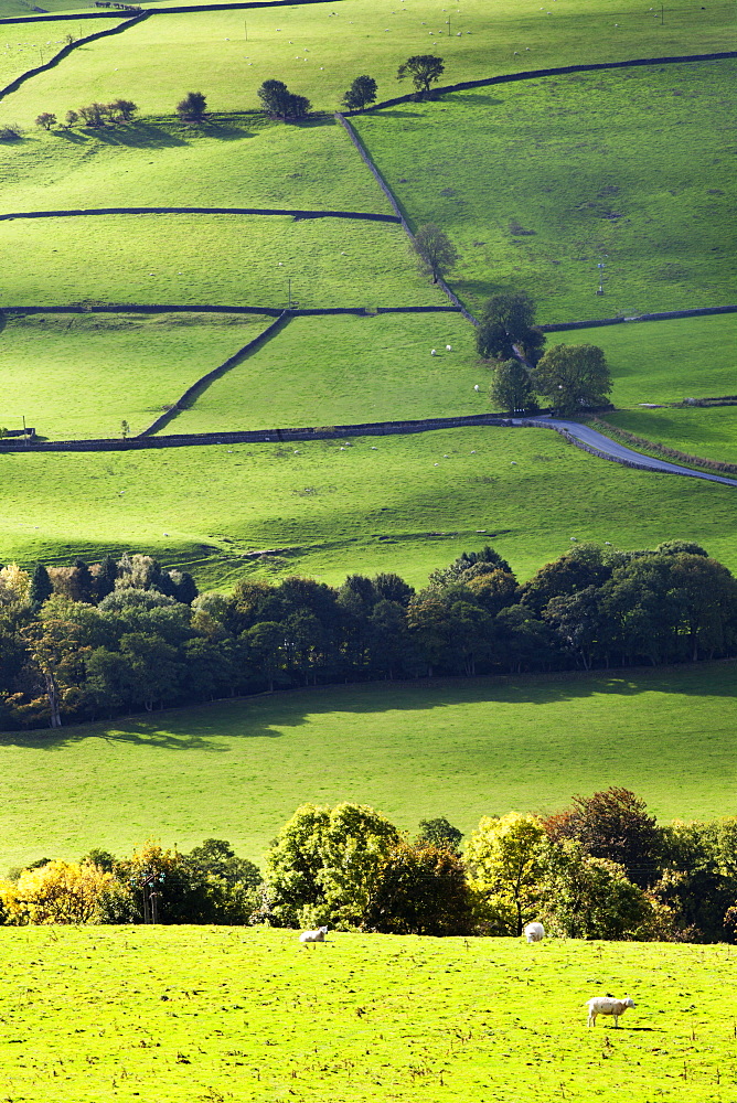 Fields and dry stone walls in Nidderdale, Pateley Bridge, North Yorkshire, Yorkshire, England, United Kingdom, Europe 