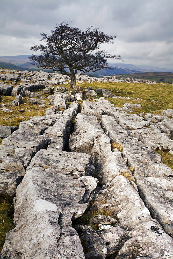 Lone tree at Winskill Stones near Settle, Yorkshire Dales, Yorkshire, England, United Kingdom, Europe