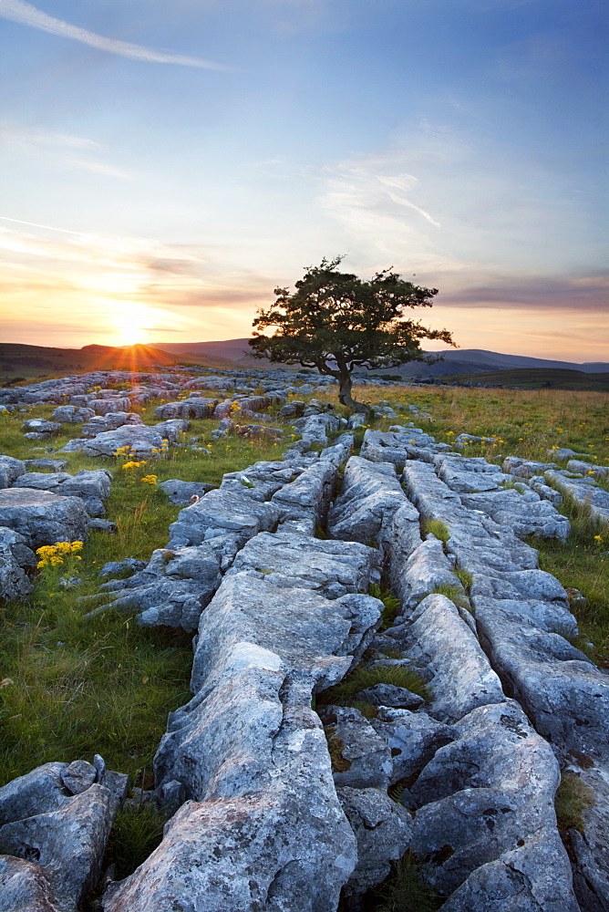 Lone tree and Limestone Pavement at sunset, Settle, Yorkshire, England, United Kingdom, Europe