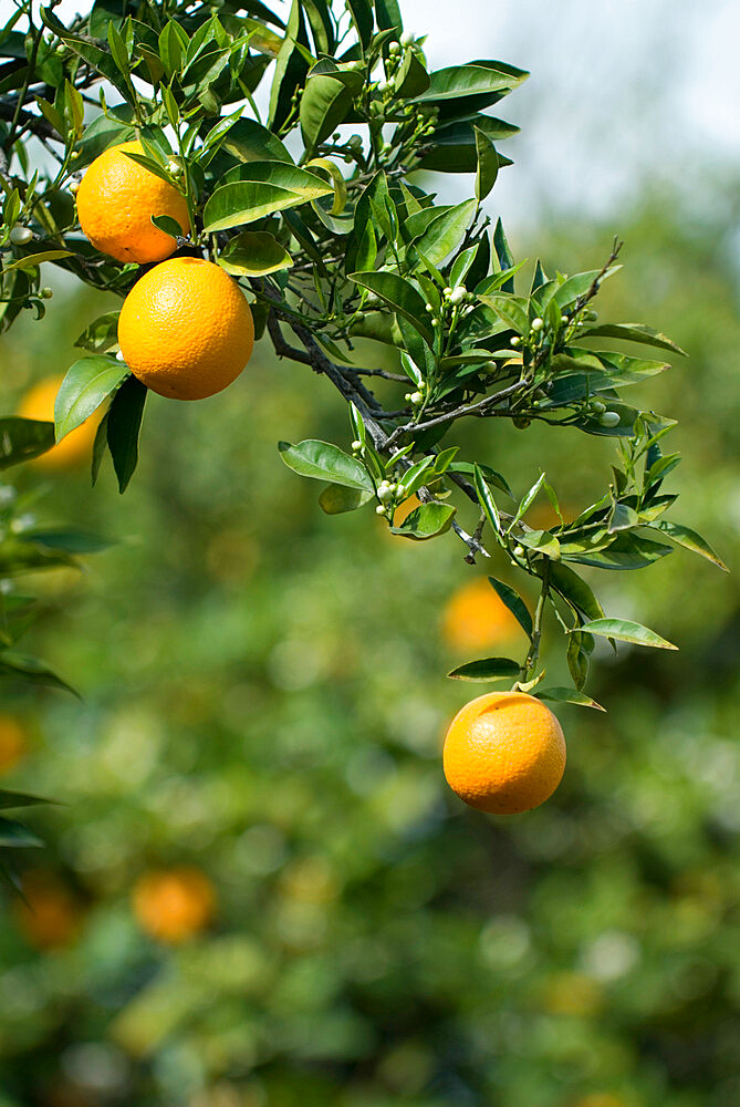 Detail of oranges, Cyprus, Europe