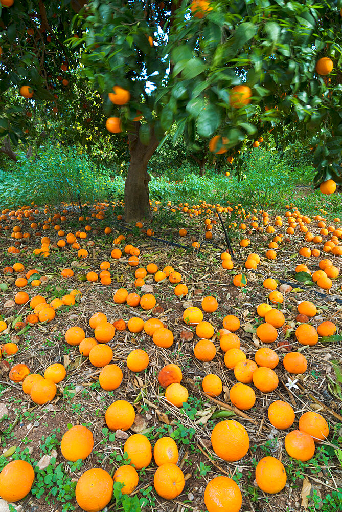 Fallen oranges in orange grove, Cyprus, Europe