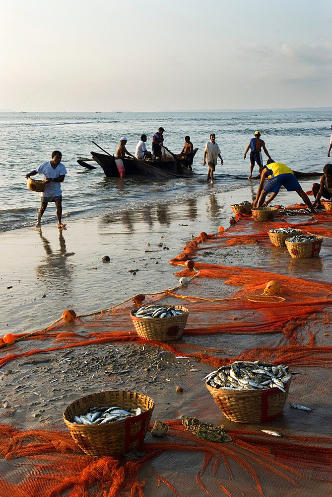 Local fishermen landing catch, Benaulim, Goa, India, Asia