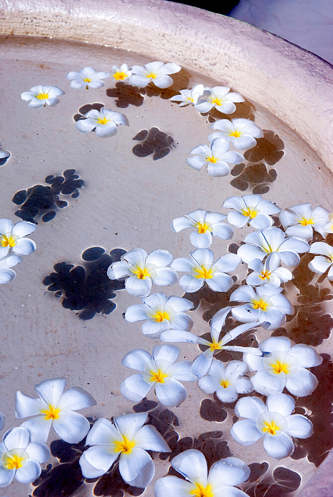 Flower petals in hotel lobby, Goa, India, Asia