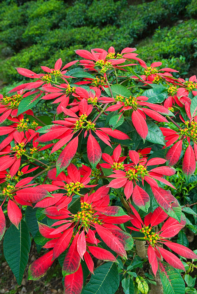 Poinsettia amongst tea plants, near Munnar, Kerala, India, Asia