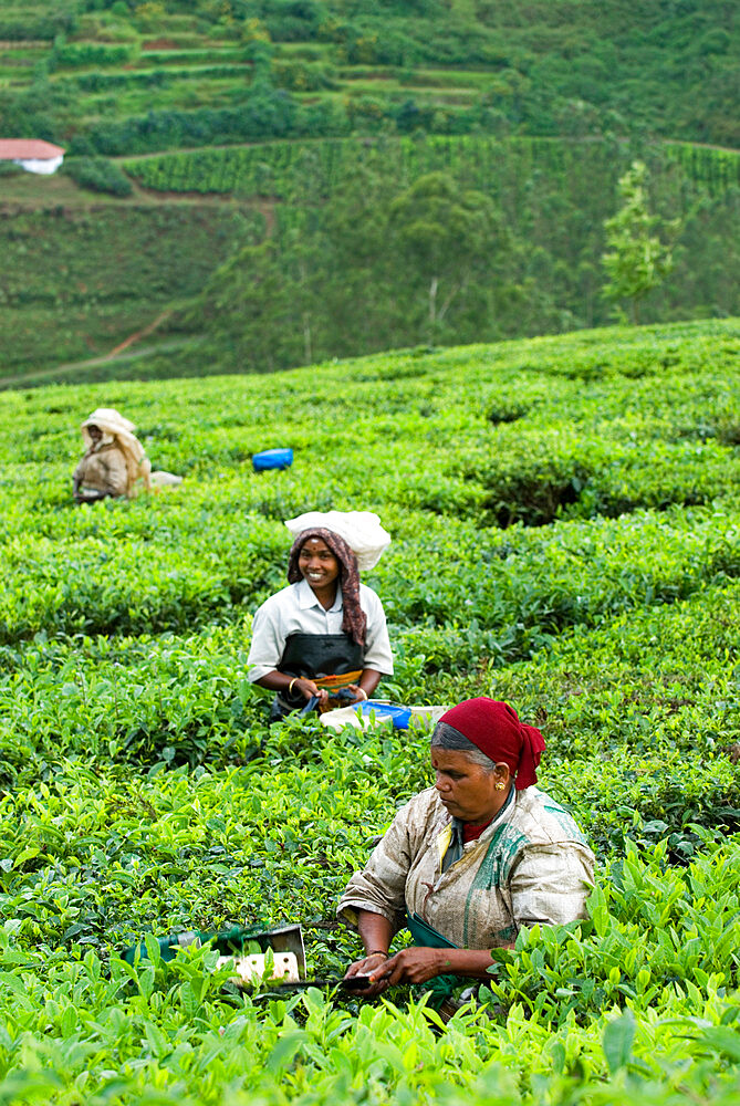 Picking tea on a Tea Plantation, near Munnar, Kerala, India, Asia