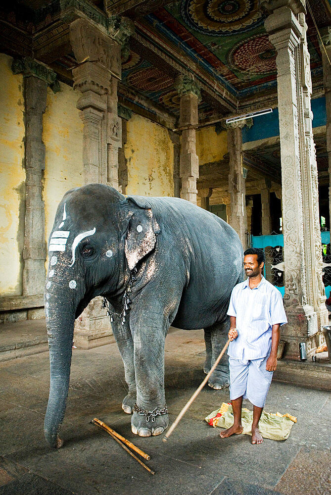 The Temple Elephant, Sri Meenakshi Sundareshwara Temple, Madurai, Tamil Nadu, India, Asia