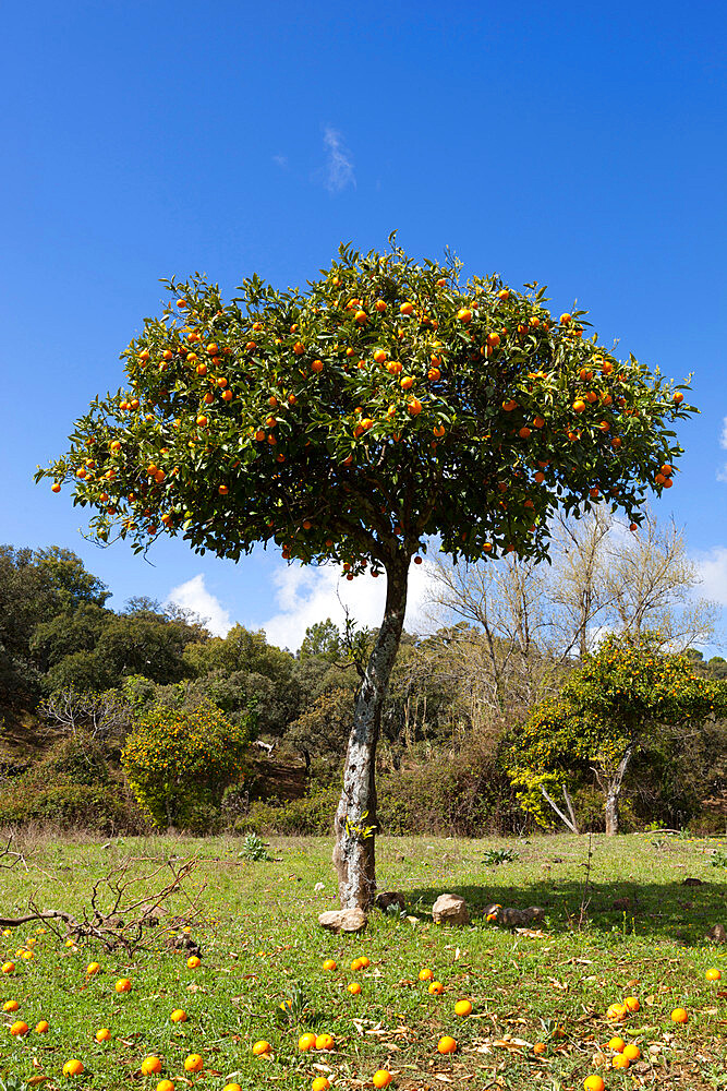 Orange tree, near Linares de la Sierra, Andalucia, Spain, Europe