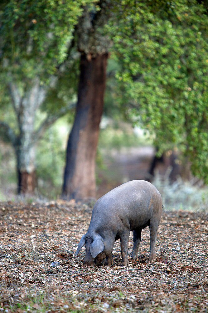 Iberian black pig, Alajar, Sierra Morena, Huelva, Andalucia, Spain, Europe