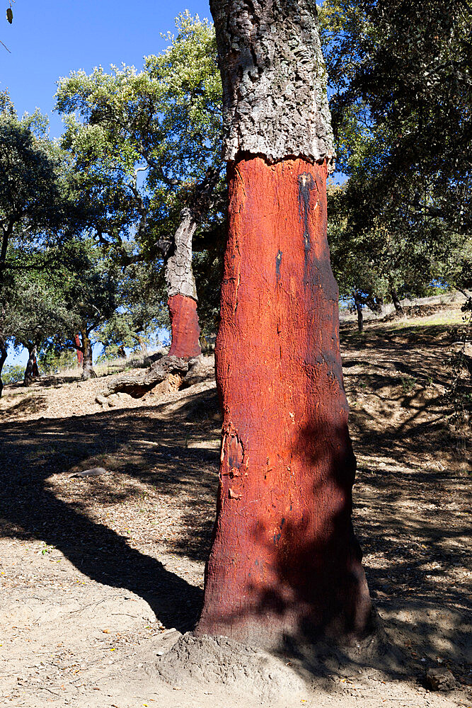 Cork oak with stripped bark, Aracena, Sierra Morena, Huelva, Andalucia, Spain, Europe