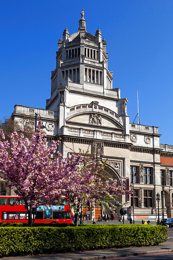 Victoria and Albert Museum with cherry blossom trees, Kensington, London, England, United Kingdom, Europe