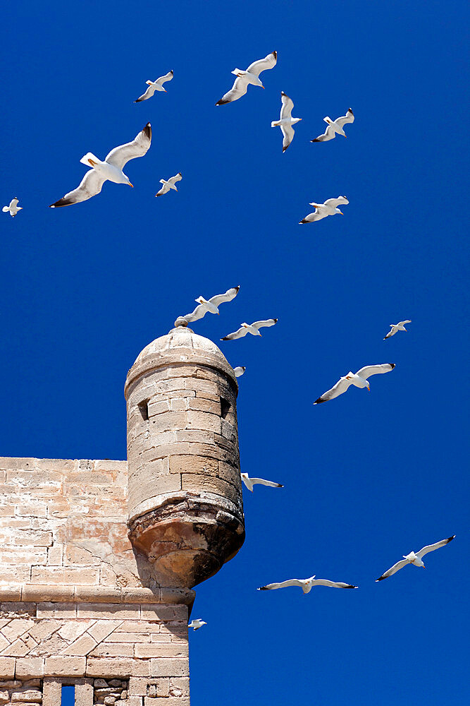 Seagulls flying above turret of the old fort, Essaouira, Atlantic coast, Morocco, North Africa, Africa