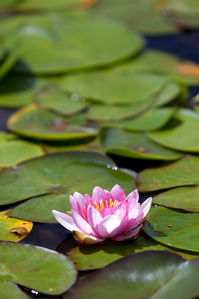 Water lily at Rapaura Water Gardens, near Thames, Coromandel Peninsula, Waikato, North Island, New Zealand, Pacific