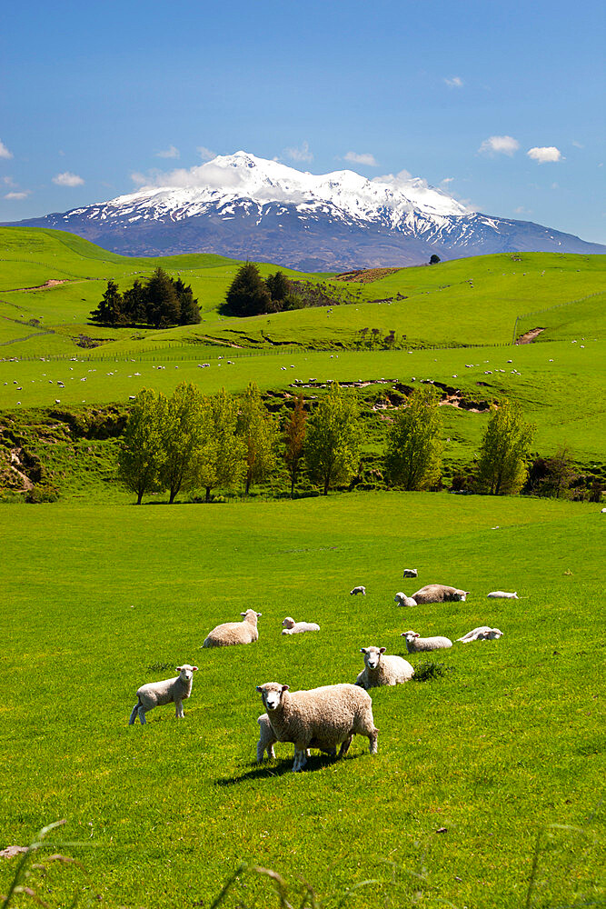 Sheep grazing beneath Mount Ruapehu, Tongariro National Park, UNESCO World Heritage Site, North Island, New Zealand, Pacific