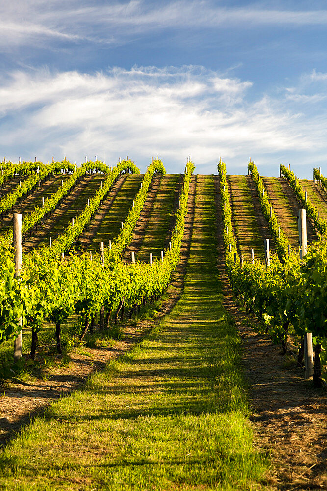 Vineyards along Delta Lake Heights Road, Renwick, near Blenheim, Marlborough region, South Island, New Zealand, Pacific