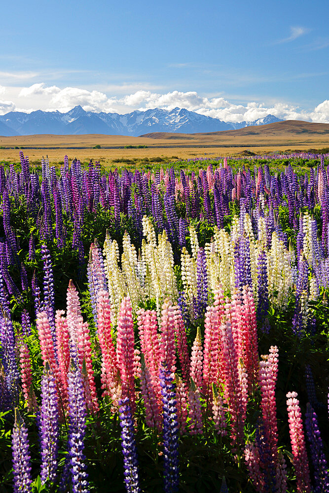 Field of lupins with Southern Alps behind, near Lake Tekapo, Canterbury region, South Island, New Zealand, Pacific