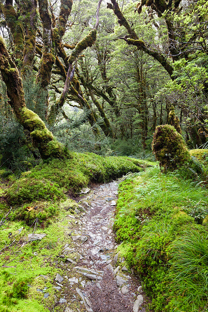 Moss covered forest above Lake Mackenzie, Routeburn Track, Fiordland National Park, UNESCO World Heritage Site, South Island, New Zealand, Pacific