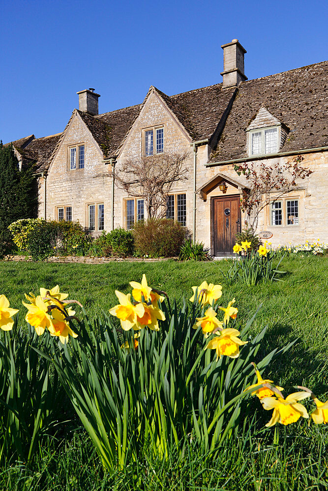 Cotswold cottages with Spring Daffodils, Little Barrington, Cotswolds, Gloucestershire, England, United Kingdom, Europe