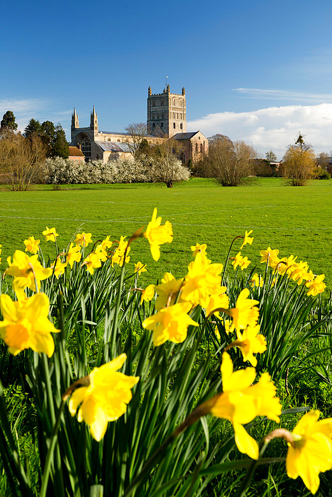 Tewkesbury Abbey with daffodils, Tewkesbury, Gloucestershire, England, United Kingdom, Europe