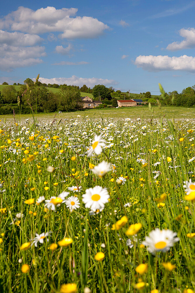 Summer meadow with daisies and buttercups, Syreford, Cotswolds, Gloucestershire, England, United Kingdom, Europe