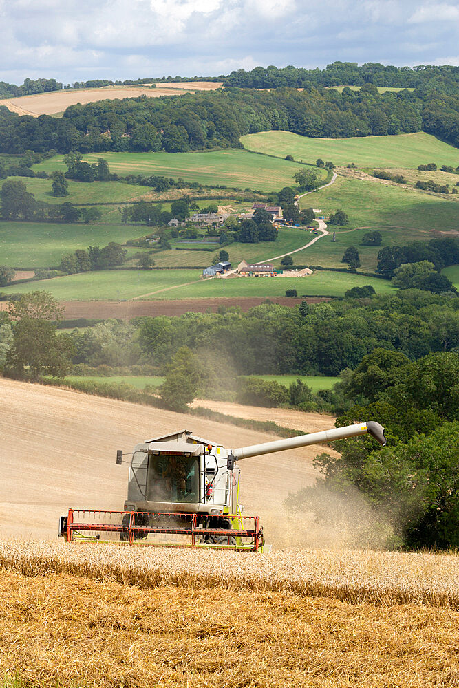 Combine harvester harvesting wheat field, near Winchcombe, Cotswolds, Gloucestershire, England, United Kingdom, Europe