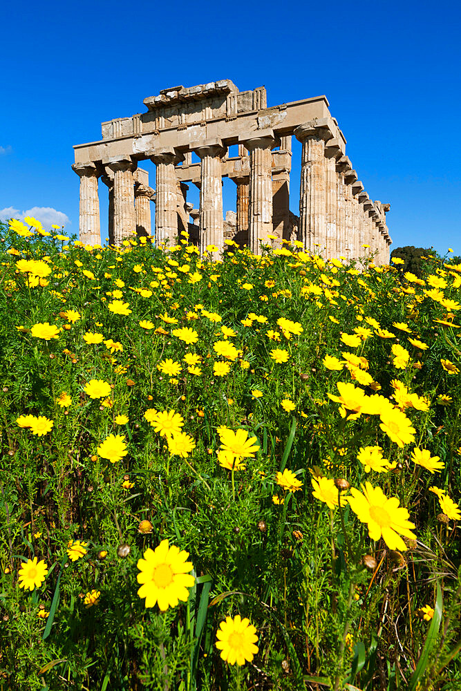 Selinus Greek Temple in spring, Selinunte, Sicily, Italy, Europe