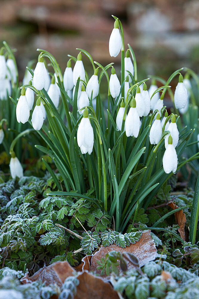 Snowdrops in frost, Cotswolds, Gloucestershire, England, United Kingdom, Europe