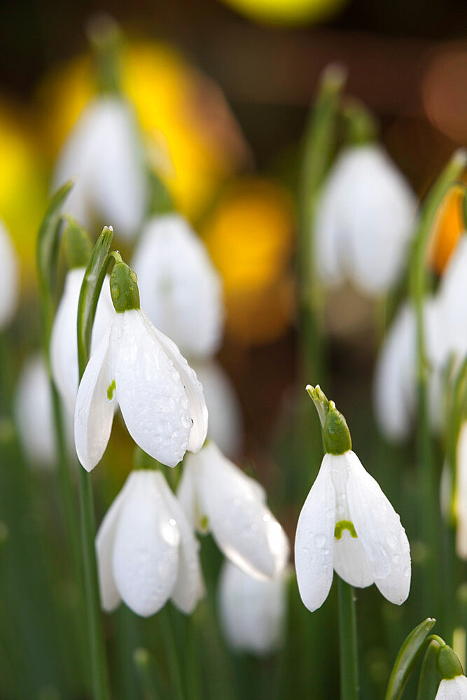 Snowdrops, Cotswolds, Gloucestershire, England, United Kingdom, Europe