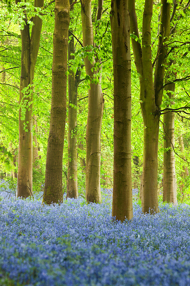 Bluebell wood, Chipping Campden, Cotswolds, Gloucestershire, England, United Kingdom, Europe