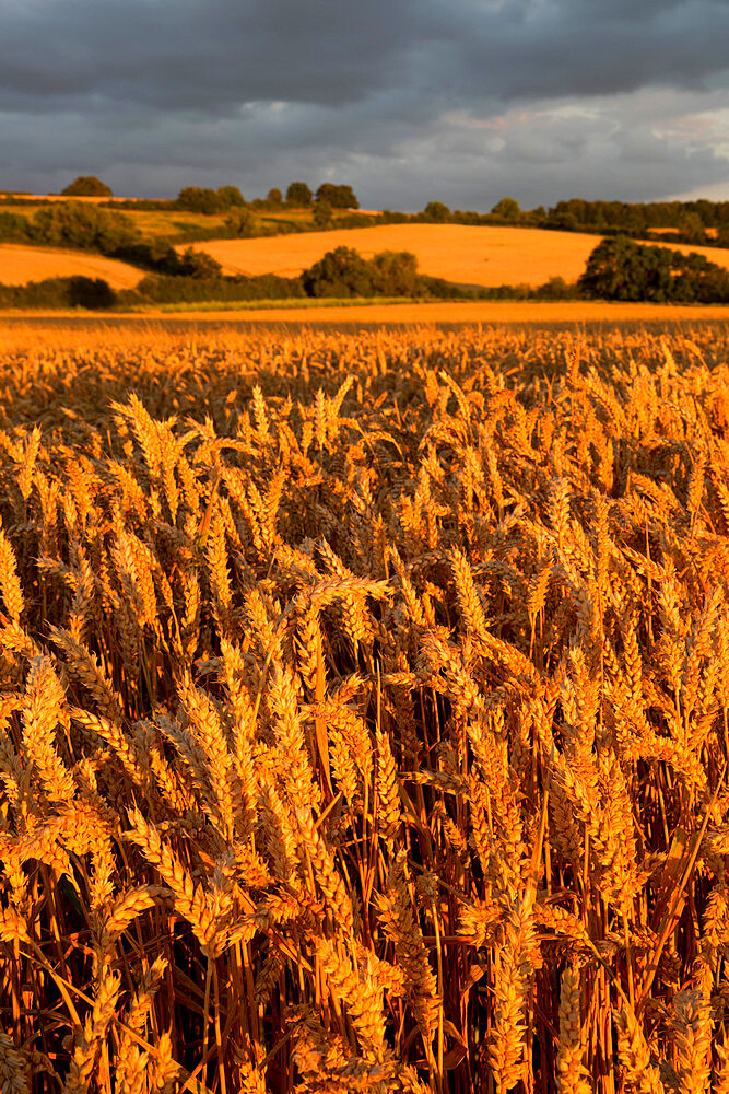 Wheat in evening sunlight, near Chipping Campden, Cotswolds, Gloucestershire, England, United Kingdom, Europe