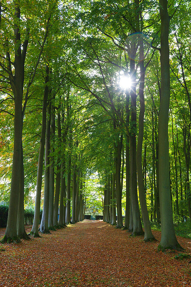 Avenue of beech trees, Mickleton, Cotswolds, Gloucestershire, England, United Kingdom, Europe