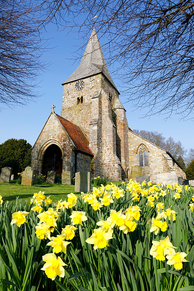 St. Bartholomew's Church with spring daffodils, Burwash, East Sussex, England, United Kingdom, Europe