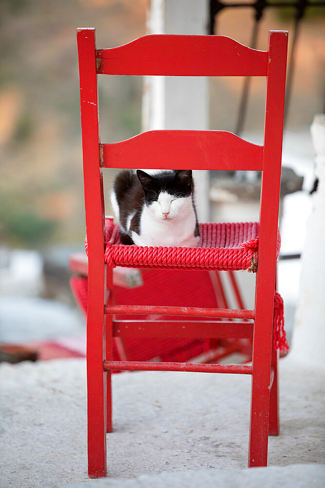 Black and white cat asleep on red chair, Kastro, Sifnos, Cyclades, Aegean Sea, Greek Islands, Greece, Europe