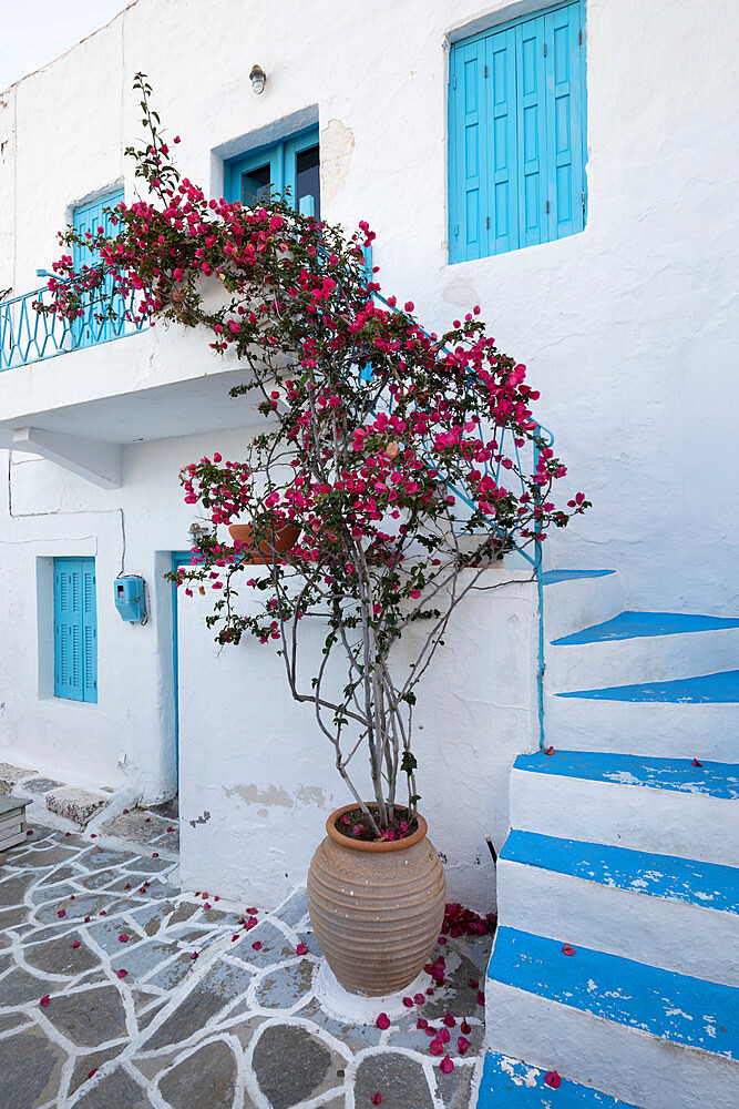 Facade of traditional white and blue house with bougainvillea, Plaka, Milos, Cyclades, Aegean Sea, Greek Islands, Greece, Europe