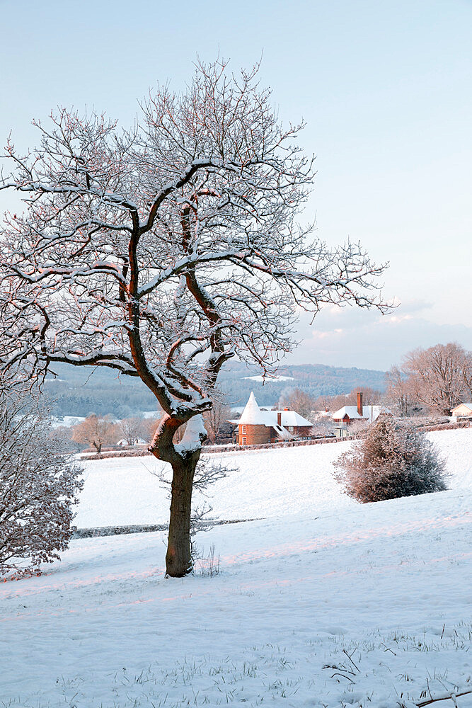 Former oast house in snow-covered High Weald landscape with bare tree, Burwash, East Sussex, England, United Kingdom, Europe